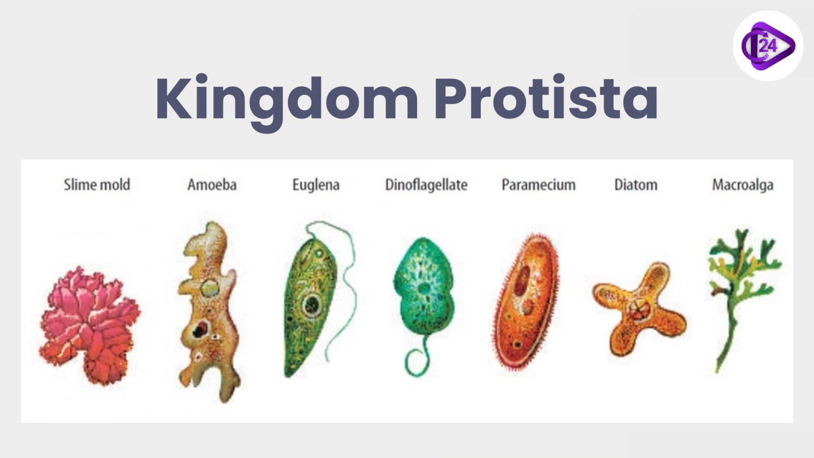 Five Kingdom Classification Of Living Organisms Explained Five Kingdom Classification Of Living Organisms Explained